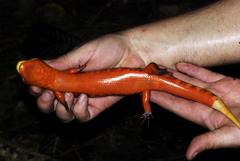 Diploglossus monotropis