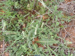 Helianthemum ledifolium