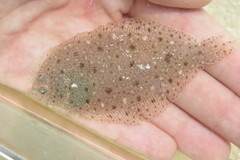 Citharichthys macrops