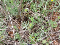 Helianthemum ledifolium