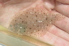 Citharichthys macrops