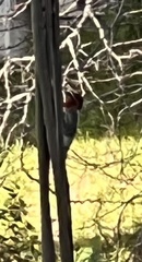 Sphyrapicus ruber