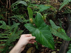 Xanthosoma crassinervium