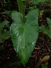 Xanthosoma crassinervium