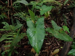 Xanthosoma crassinervium