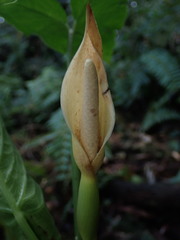 Xanthosoma crassinervium