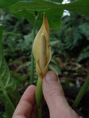 Xanthosoma crassinervium