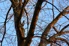 Dendrocopos syriacus