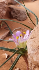 Colchicum gramineum