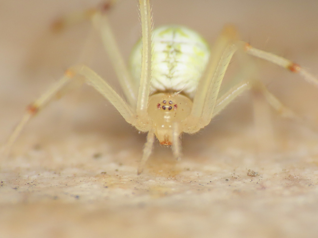Heterotheridion