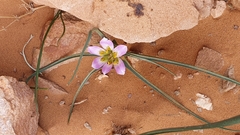 Colchicum gramineum