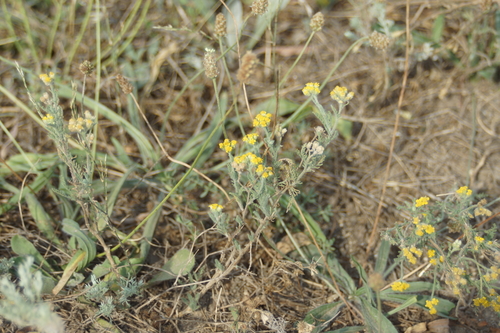 Image of Achillea leptophylla by (c) Olena V. Vakarenko, some rights reserved (CC BY)