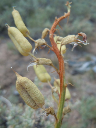 Bitterroot milkvetch (Astragalus scaphoides)