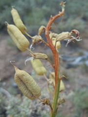 Astragalus scaphoides