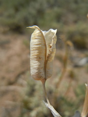 Astragalus scaphoides