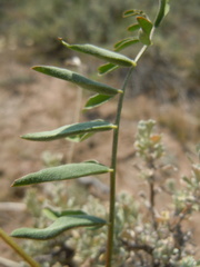 Astragalus scaphoides