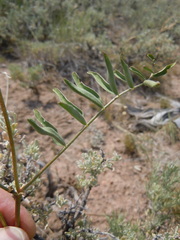 Astragalus scaphoides