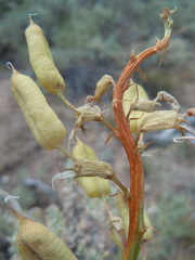 Astragalus scaphoides