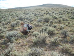 Astragalus scaphoides