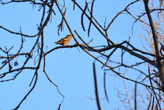 Coccothraustes coccothraustes