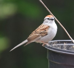 Spizella passerina passerina