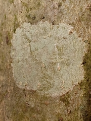 Phlyctis boliviensis