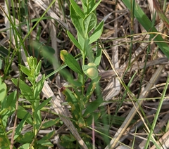 Cronartium comandrae