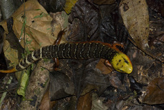 Diploglossus monotropis