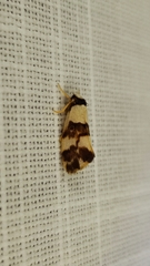 Philenora aspectalella