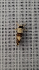 Philenora aspectalella