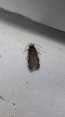 Hoplostega ochroma