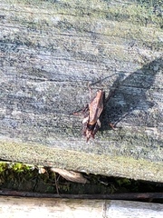 Tettigidea