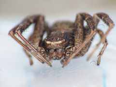 Xysticus acerbus