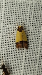 Heteroteucha dichroella