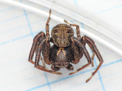 Xysticus acerbus