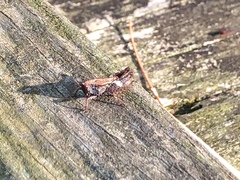 Tettigidea