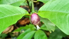 Palicourea apoda