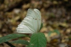 Morpho polyphemus polyphemus