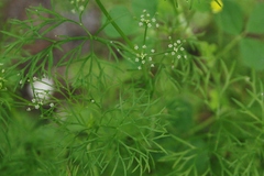 Ptilimnium capillaceum