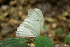 Morpho polyphemus polyphemus