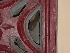 Gekko gecko
