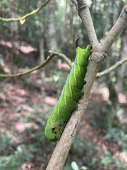 Xylophanes porcus