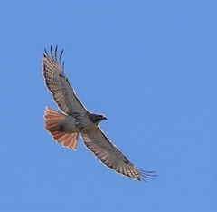 Buteo jamaicensis