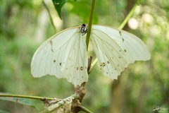 Morpho polyphemus polyphemus