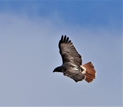 Buteo jamaicensis