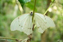 Morpho polyphemus polyphemus