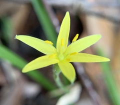 Hypoxis curtissii