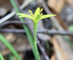 Hypoxis curtissii