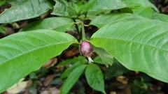 Palicourea apoda