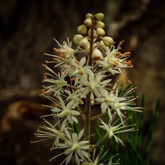 Tiarella stolonifera